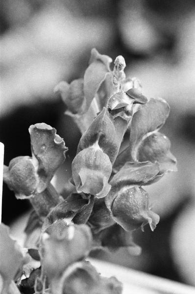 35mm film, London, 2025