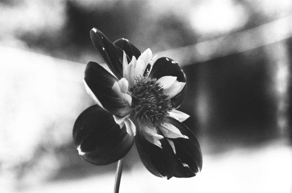 Orthochromatic photo of a red flower