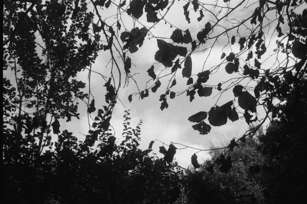 The sky through some trees